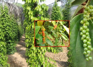 បច្ចេកទេសដាំ និងការថែទាំដំណាំម្រេច