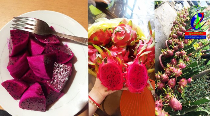 ផ្លែស្រកានាគផ្តល់អត្ថប្រយោជន៍ច្រើនយ៉ាងដូចជា……