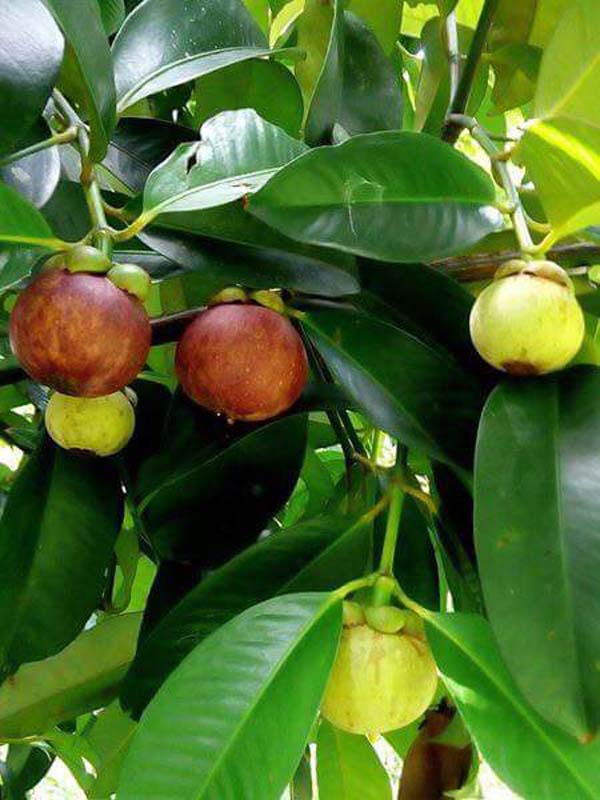 13221476_977272372368534_1482468204213148221_n (1)