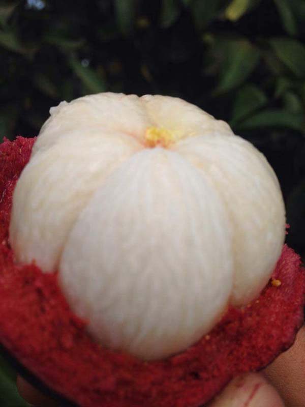 13227005_977273085701796_3083971434998253564_n