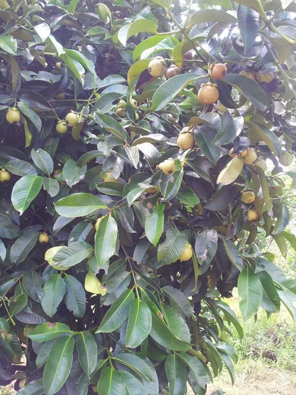 13230338_977273139035124_1289860684027363487_n