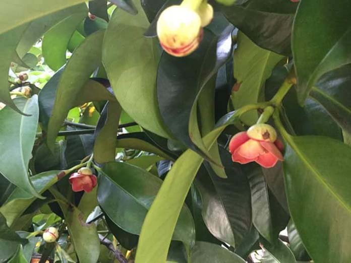 13232933_977273119035126_8483235204393227309_n