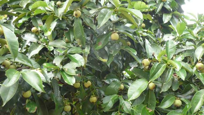 13240677_977272782368493_4267715860064435379_n