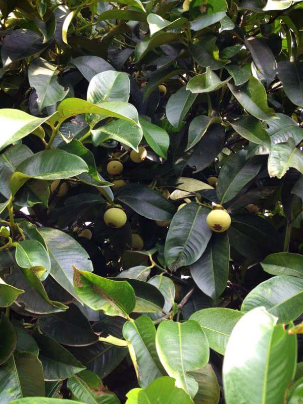 13254489_977272802368491_4007815196235643583_n