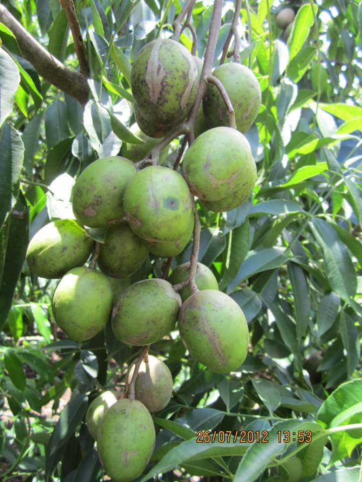 22007945_1433506910078409_1312629138765931290_n