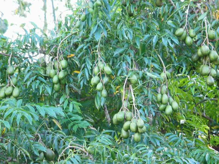 22046782_1433507433411690_5088415462815492585_n