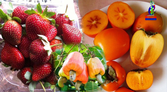 ផ្លែឈើទាំង៩ មុខនេះមានផ្ទុកវីតាមីនC ខ្ពស់ជាងផ្លែក្រូចទៀត!!!