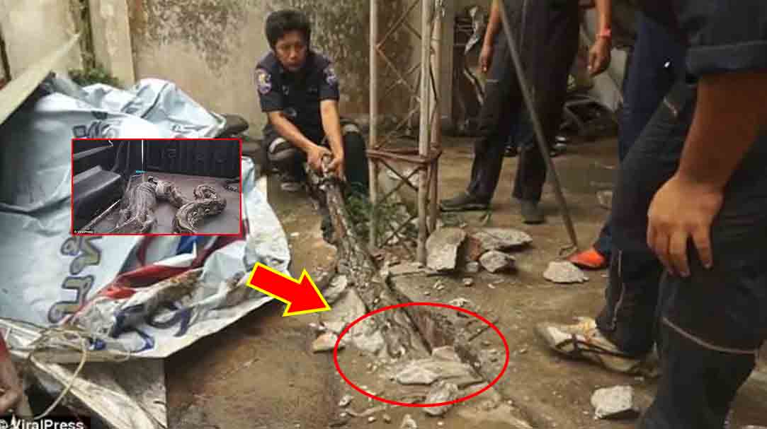 ពស់ថ្លែន