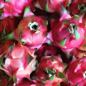 DRAGONFRUIT11