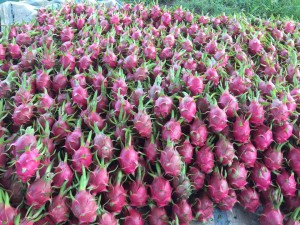 DRAGONFRUIT7