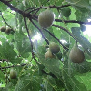 FIG FRUIT10