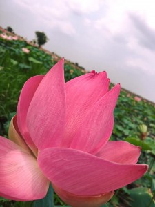 LOTUS