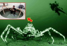 ធ្លាប់ឃើញទេ? ក្ដាមដែលធំបំផុតលើពិភពលោក អាចនឹងមានទម្ងន់ដល់ជិត ២០គីឡូក្រាមឯណោះ