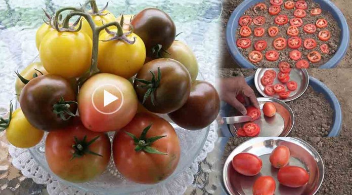 (Video)នេះជារបៀបដាំប៉េងប៉ោះក្នុងកាធុនជ័រដែលបងប្អូនអាចដាំនៅផ្ទះដោយខ្លួនឯងបាន…