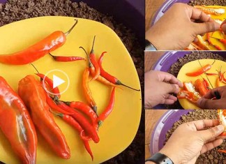 ងាយៗ! របៀបដាំម្ទេសក្នុងកាធុនជ័រដែលបងប្អូនអាចដាំនៅផ្ទះដោយខ្លួនឯងបាន