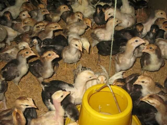 19665646_1399540220130942_6930172066671742565_n