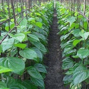 BETEL LEAVES