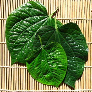 BETEL LEAVES3