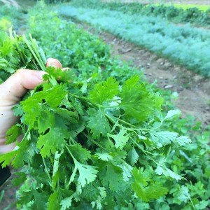 CILANTRO1