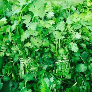 CILANTRO2
