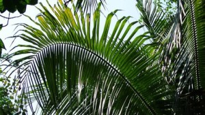 COCONUT LEAVES