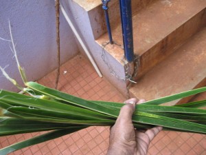COCONUT LEAVES3