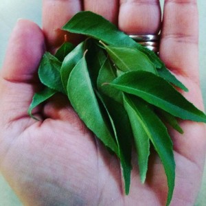 CURRY LEAVES4