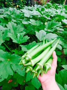 FRESH OKRA7