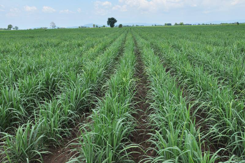 19059203_1314409895278702_3225535771853172291_n