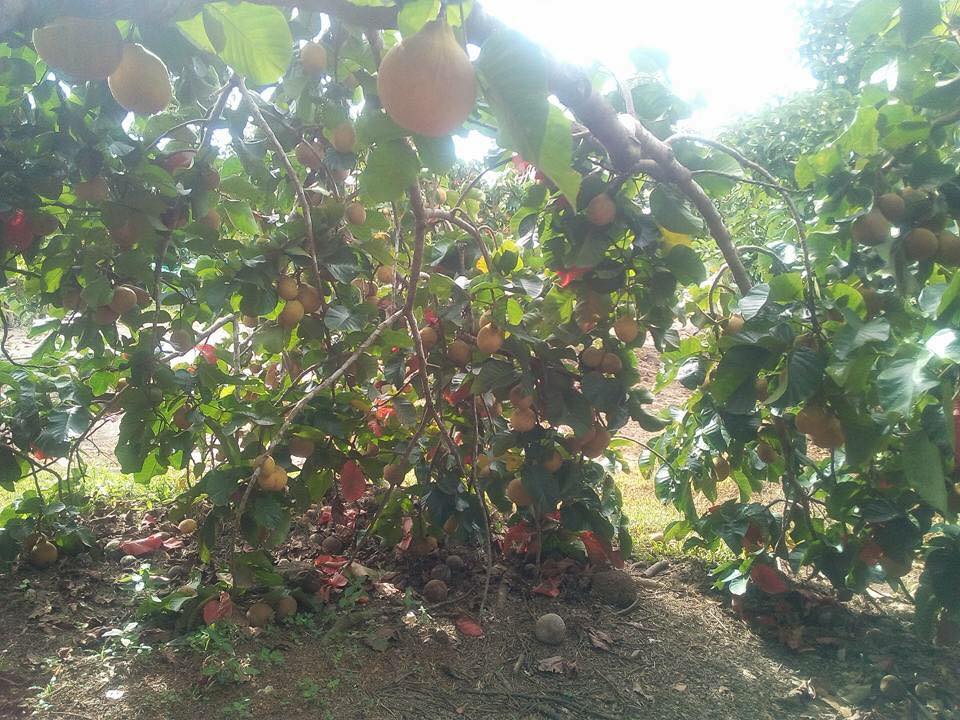 19260237_1710281795932267_1352617232848224365_n