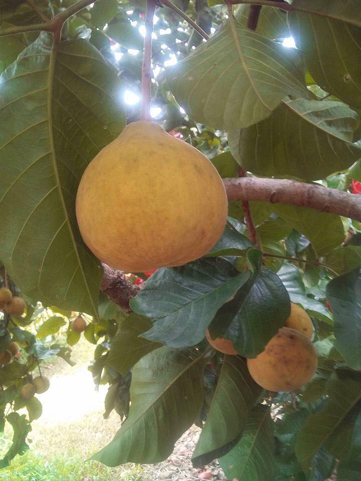 19366539_1710281785932268_2741644212859410129_n