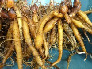 20292955_1418032441615053_2284409092332773359_n