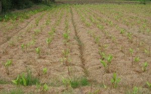 21032565_1381210098598681_8316783774317173382_n