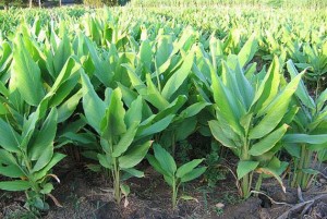 23376519_150119778940603_7837938619196406306_n