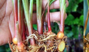 23472243_531232123885470_6325622845512977330_n