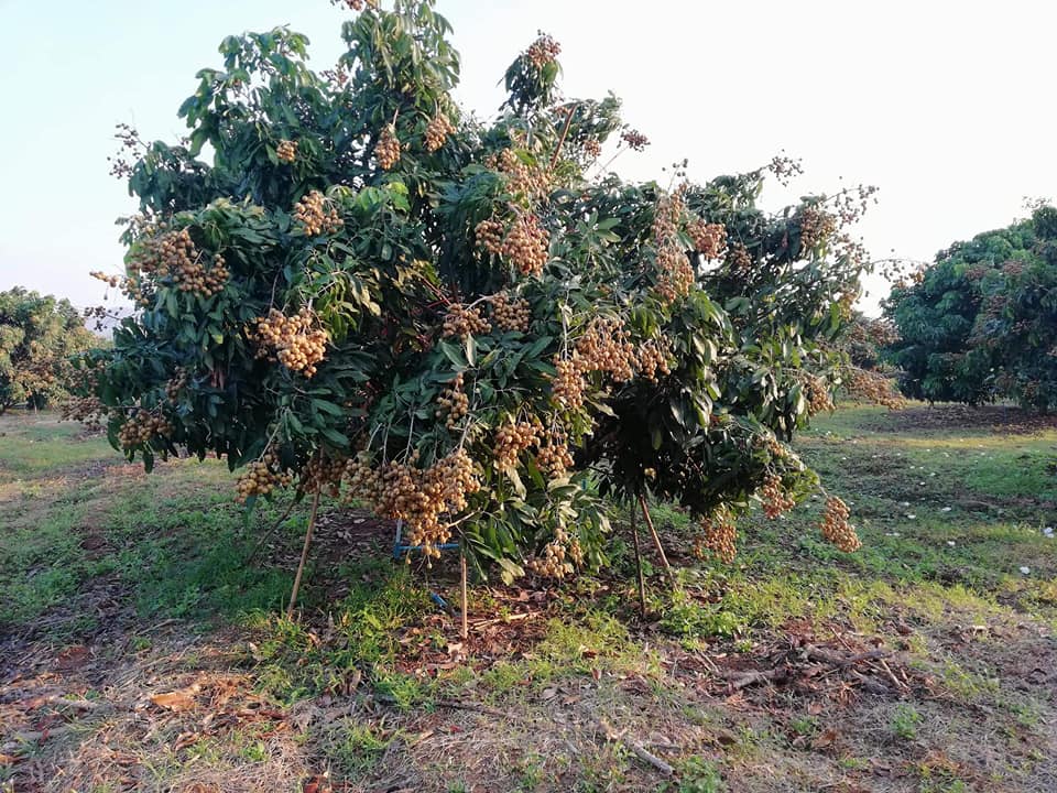 27867791_1683658931726891_3405143551500066042_n