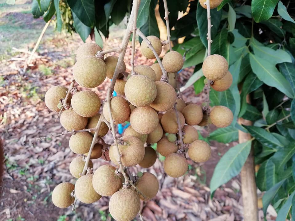 27973084_1683658795060238_5398856489335357328_n