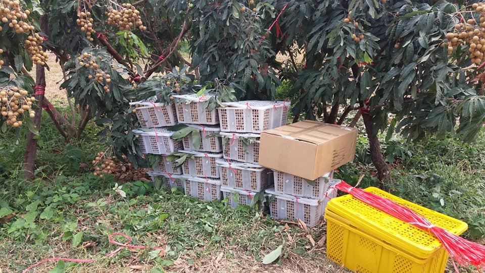 28055746_1683658955060222_7084660505629207124_n