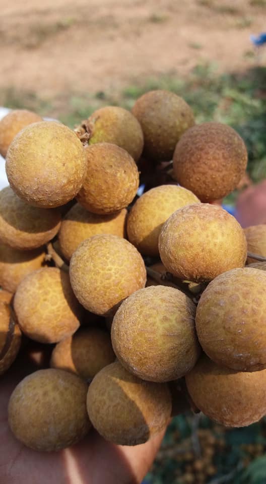 28055810_1683285745097543_8760254302307575463_n