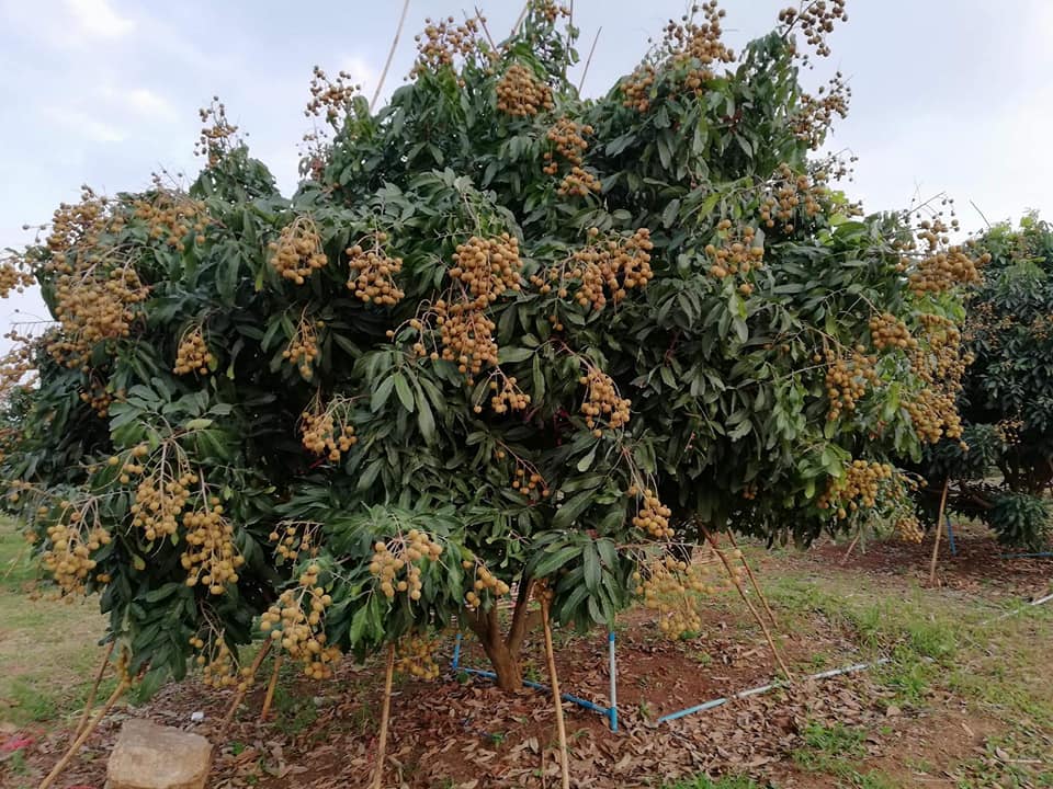 28056148_1683658841726900_3016744530561900774_n