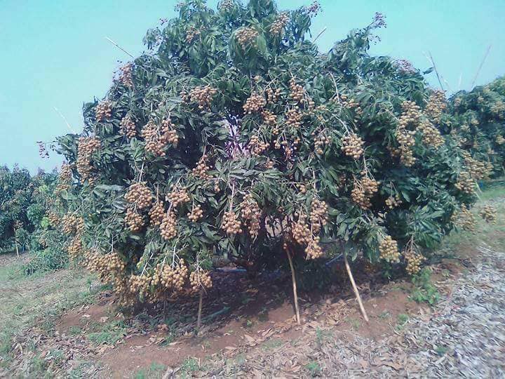 28058638_1683658751726909_5661615992448153036_n