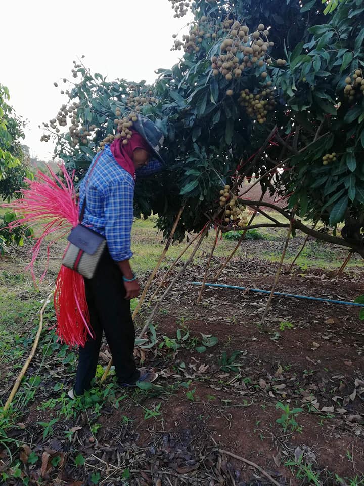 28168634_1683658731726911_8246762523921041834_n