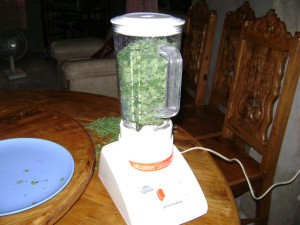 Blended moringa
