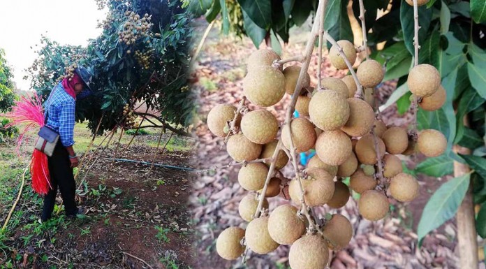 បច្ចេកទេសប្រើជីដើម្បីបញ្ចេញផ្កាផ្លែតាង៉ែនគ្រប់រដូវ(បទពិសោធន៍ផ្ទាល់ពីកសិករ)