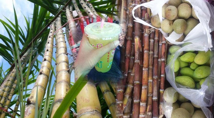 បច្ចេកទេសដាំអំពៅ និងគុណប្រយោជន៏របស់អំពៅ