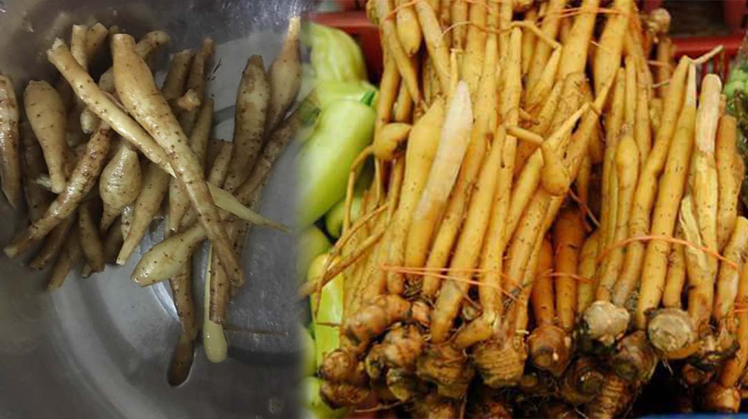 វិធីដាំខ្ជាយនិងអត្ថប្រយោជន៍