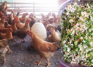 វិធីធ្វើចំណីធម្មជាតិដែលជួយឲ្យកូនមាន់ឆាប់ធំធាត់