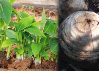 វិធីបណ្តុះកូនចេក ពីក្តិលចេក