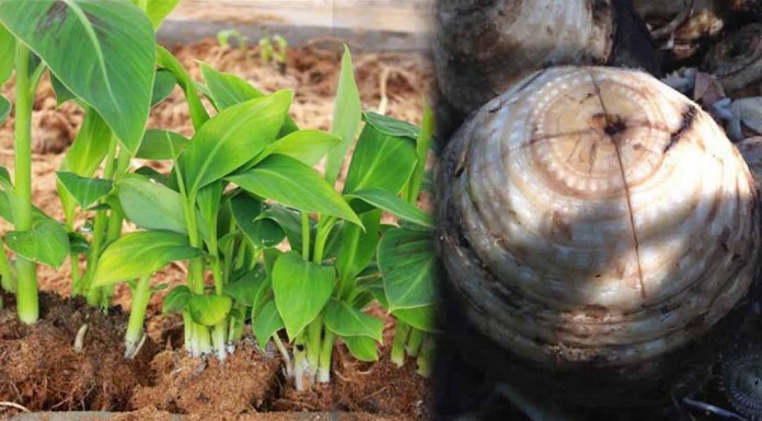 វិធីបណ្តុះកូនចេក ពីក្តិលចេក