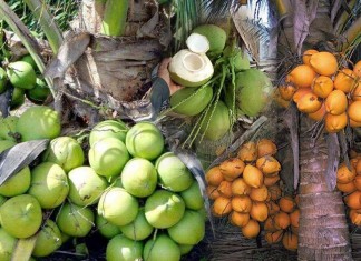 ស្វែងយល់ពីប្រភេទនៃដំណាំដូង